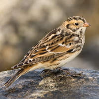 Lapland Bunting