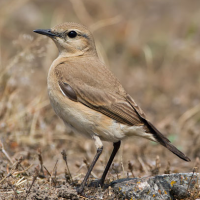 Isabelline Wheatear