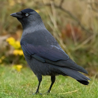 Jackdaw