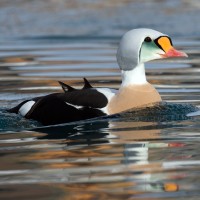 Eider cu cap cenușiu