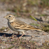 Greater Short-toed Lark