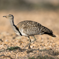 Houbara Bustard