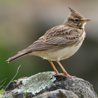 Crested Lark