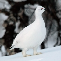 Куріпка біла