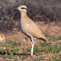 Cream-coloured Courser