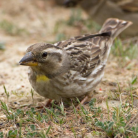 Rock Sparrow