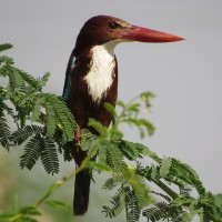 White-throated Kingfisher