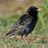 Common Starling