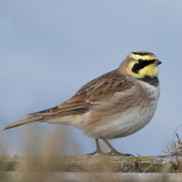 Shore Lark