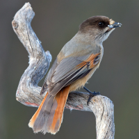 Siberian Jay