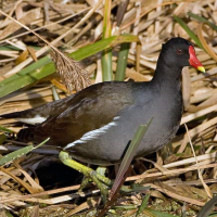 Eurasian Moorhen