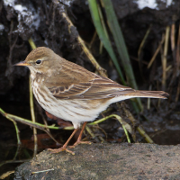 Water Pipit