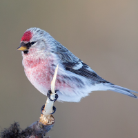 Arctic Redpoll