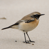 Desert Wheatear