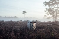 Overasseltse en Hatertse Vennen