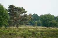 Groesbeekse Bos