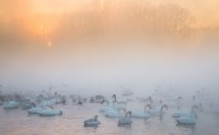 Swan Lake Reserve