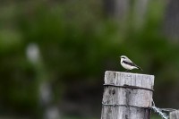 Prairies humides du Haut Forez