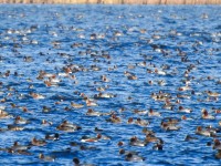 Surfplas - Reeuwijksche Plassen