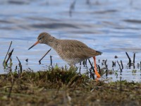 RSPB Greylake