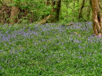 Coed y Wenallt / Wenallt Woods