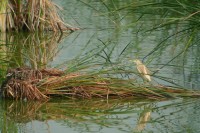 Reserva Natural de Riet Vell