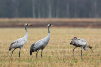 Grosses Moor Barnstorf