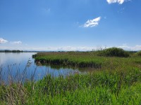 Dumbravita & Rotbav Ramsar Site