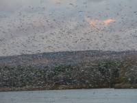 Laguna de El Campillo