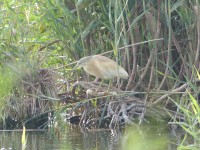 Lagunas de Lo Monte