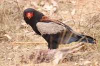 Hwange National Park - Sinamatella Camp