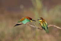 Zołny - Place of the Bee-eater