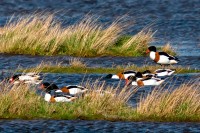 Réserve Ornithologique du Gros Banc