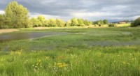 Natura Flutmulde Ronfeld