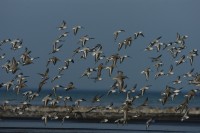 Réserve Naturelle de la Baie de Saint-Brieuc