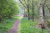 North Cliffe Woods YWT