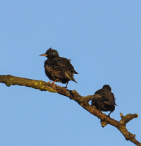 Petrusplaat - Biesbosch National Park