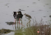 Oasi Laguna Del Re