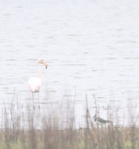 Naturschutzgebiet Hasenfeld and Rheinvorland