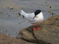 St. Mary's Island - Whitley Bay