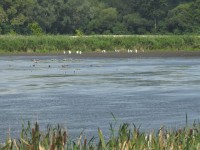 Grzybno Fishpond