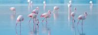 Ses Salines - Sant Francesc de S'Estany