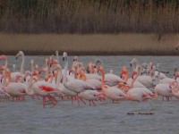 Agios Mamas Marsh