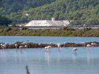 Ses Salines - Estany des Cavallet