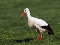 Pentowo - European Stork Village