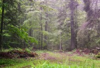 Tara Mountain National Park