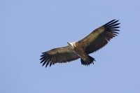 Griffon Vultures Monte Minerva