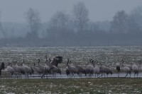 Fischteiche in der Lewitz