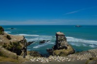 Muriwai Gannet Colony