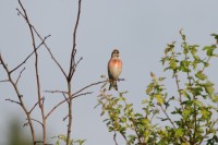 Vogelweilandjes bij Muntendam